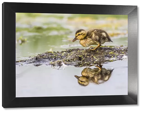 USA, Wyoming, Sublette County, a newly hatched Cinnamon Teal duckling stands on a