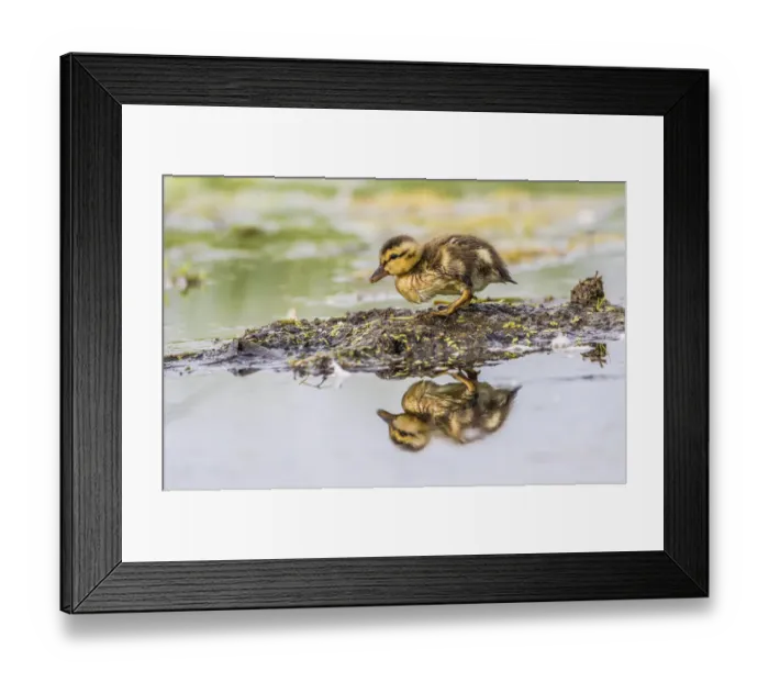 Framed Print : USA, Wyoming, Sublette County, a newly hatched Cinnamon Teal duckling stands on a Framed Print : USA, Wyoming, Sublette County, a newly hatched Cinnamon Teal duckling stands on a