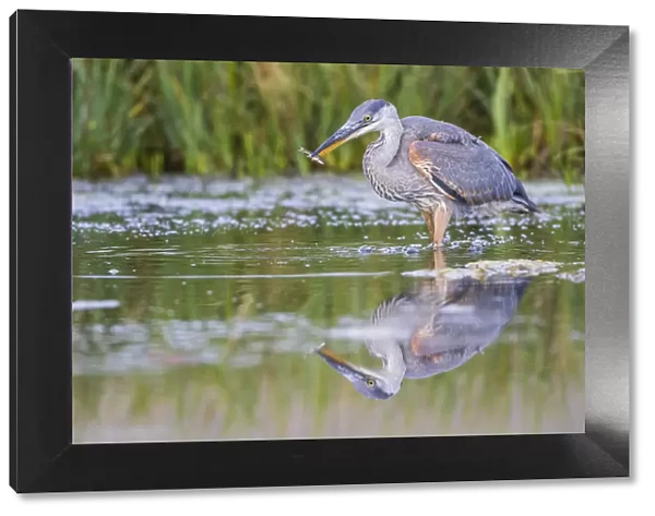 USA, Wyoming, Sublette County, a young Great Blue Heron catches a small fish in a pond