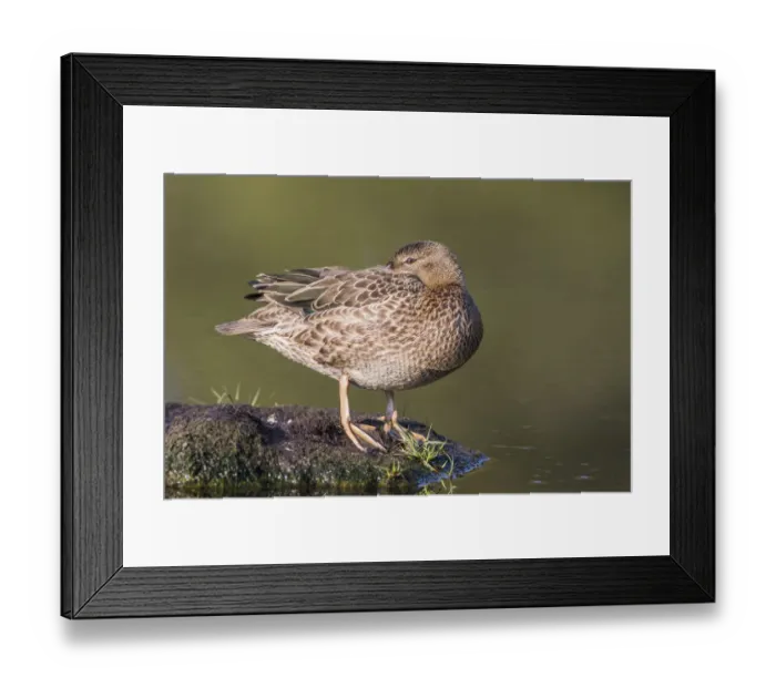 Framed Print : USA, Wyoming, Sublette County, a Cinnamon Teal rests on a mud flat in a small pond Framed Print : USA, Wyoming, Sublette County, a Cinnamon Teal rests on a mud flat in a small pond