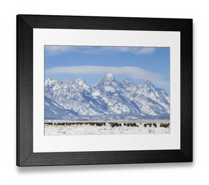 Framed Print : USA, Wyoming, Grand Teton National Park, Bison herd grazing in winter on Antelope Flats Framed Print : USA, Wyoming, Grand Teton National Park, Bison herd grazing in winter on Antelope Flats