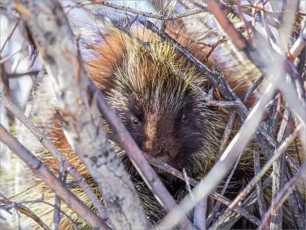 USA, Wyoming, Sublette County, a porcupine sits in a willow tree in February