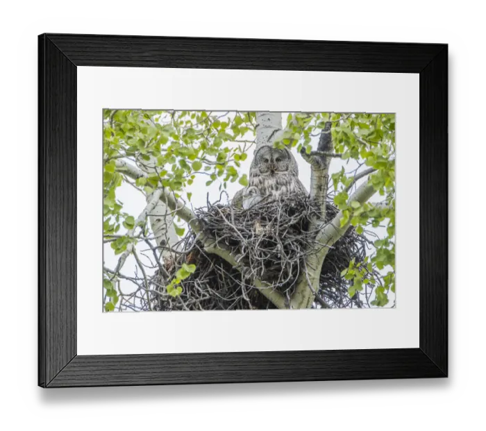 Framed Print : USA, Wyoming, Grand Teton National Park, a female Great Gray Owl sits on her stick Framed Print : USA, Wyoming, Grand Teton National Park, a female Great Gray Owl sits on her stick