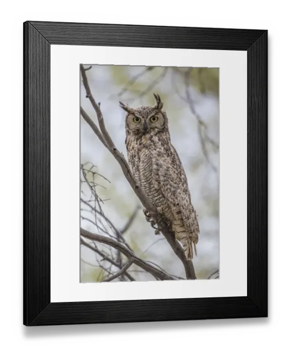 Framed Print : USA, Wyoming, Lincoln County, a Great Horned Owl perches on a limb of a cottonwod tree Framed Print : USA, Wyoming, Lincoln County, a Great Horned Owl perches on a limb of a cottonwod tree