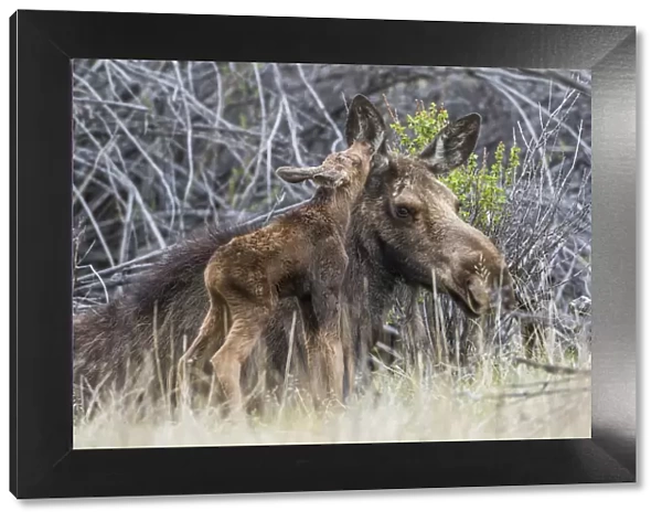 USA, Wyoming, Sublette County, a newborn moose calf nuzzles its mother in a