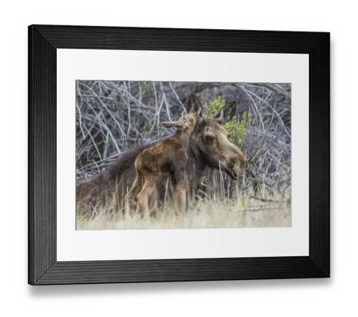 Framed Print : USA, Wyoming, Sublette County, a newborn moose calf nuzzles its mother in a Framed Print : USA, Wyoming, Sublette County, a newborn moose calf nuzzles its mother in a