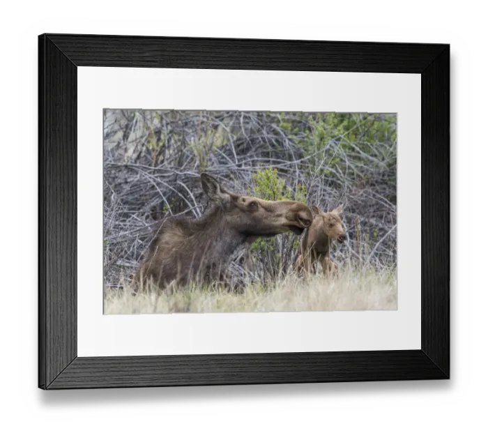 Framed Print : USA, Wyoming, Sublette County, a newborn moose calf tries to stand with it s
