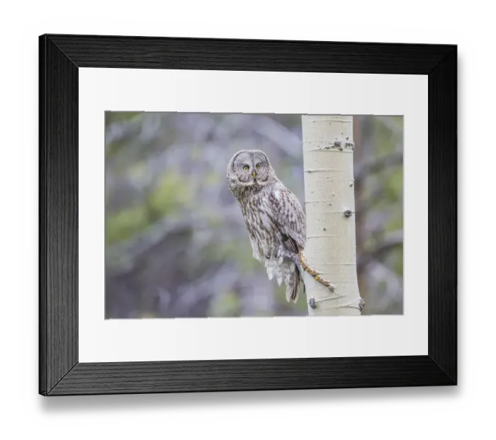 Framed Print : USA, Wyoming, Grand Teton National Park, a Great Gray sits on an aspen tree branch Framed Print : USA, Wyoming, Grand Teton National Park, a Great Gray sits on an aspen tree branch