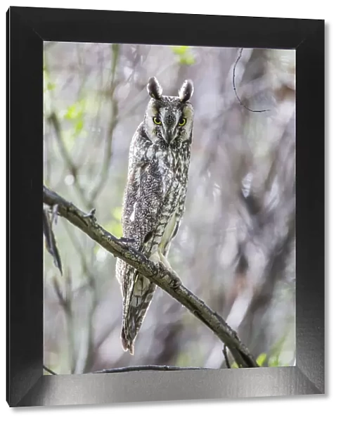 USA, Wyoming, Sublette County, Pinedale, A Male Long-eared Owl roosts in an aspen