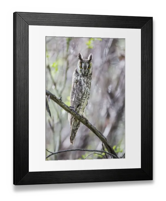 Framed Print : USA, Wyoming, Sublette County, Pinedale, A Male Long-eared Owl roosts in an aspen Framed Print : USA, Wyoming, Sublette County, Pinedale, A Male Long-eared Owl roosts in an aspen