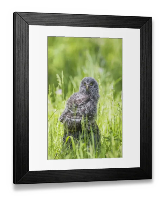 Framed Print : USA, Wyoming, Grand Teton National Park, Great Gray Owl Fledgling sitting on stump