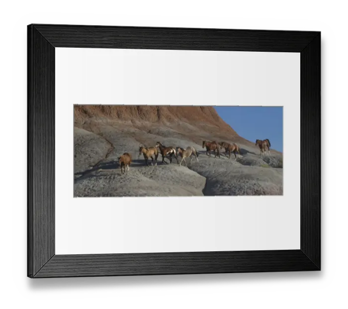 Framed Print : USA, Wyoming, Shell, The Hideout Ranch, Horses Walking the Hillside (MR / PR) Framed Print : USA, Wyoming, Shell, The Hideout Ranch, Horses Walking the Hillside (MR / PR)