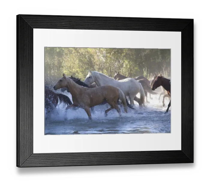 Framed Print : USA, Wyoming, Shell, The Hideout Ranch, Herd of Horses Cross the River (MR / PR) Framed Print : USA, Wyoming, Shell, The Hideout Ranch, Herd of Horses Cross the River (MR / PR)