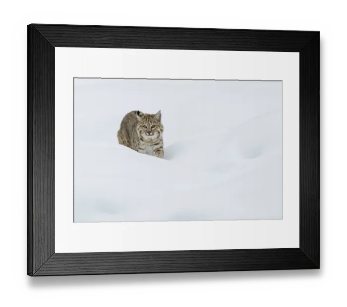 Framed Print : Bobcat; Stalking in deep snow Framed Print : Bobcat; Stalking in deep snow