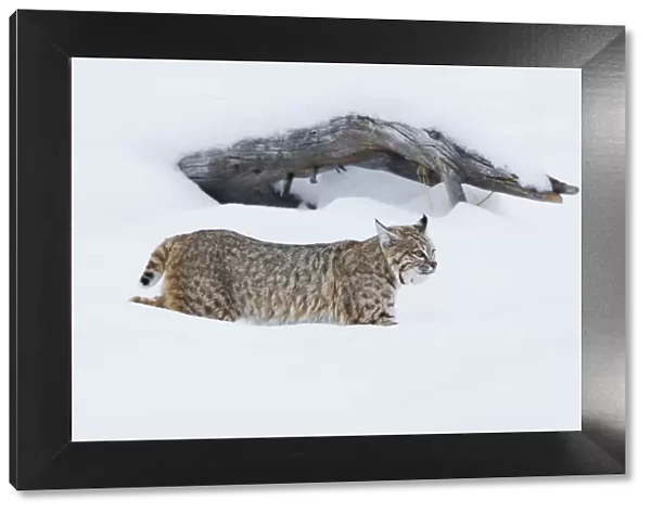 Bobcat; Hunting in Deep Snow