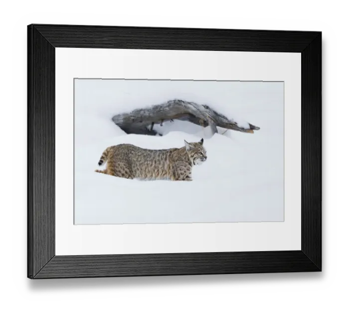 Framed Print : Bobcat; Hunting in Deep Snow Framed Print : Bobcat; Hunting in Deep Snow