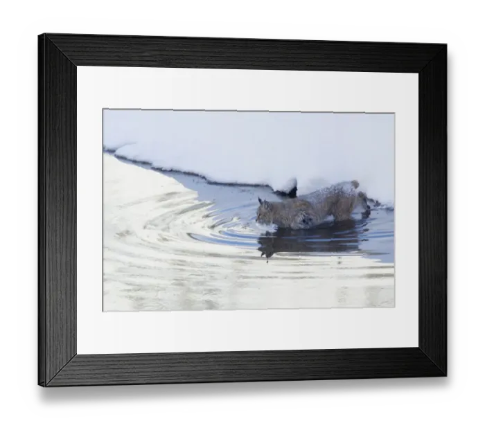 Framed Print : Bobcat; a winter river crossing Framed Print : Bobcat; a winter river crossing