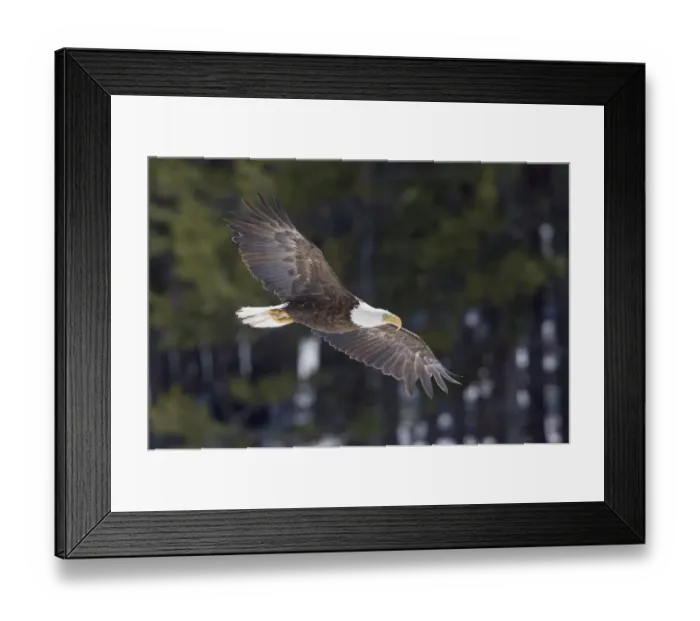 Framed Print : Bald Eagle, winter flight Framed Print : Bald Eagle, winter flight
