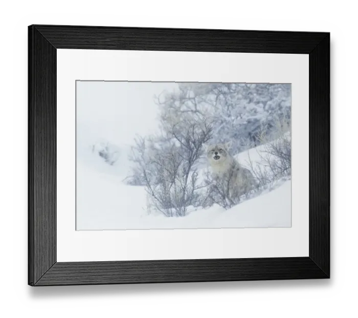 Framed Print : Coyote, winter hiding spot Framed Print : Coyote, winter hiding spot