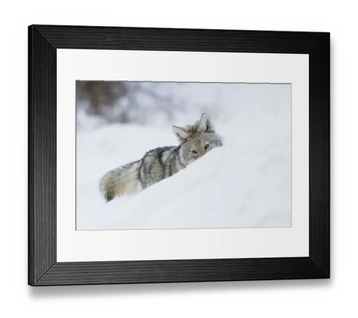 Framed Print : Coyote; on the winter hunt