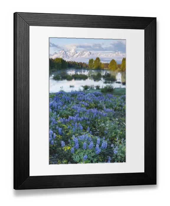 Framed Print : USA, Wyoming, Grand Teton National Park, Tetons, flowers foreground Framed Print : USA, Wyoming, Grand Teton National Park, Tetons, flowers foreground