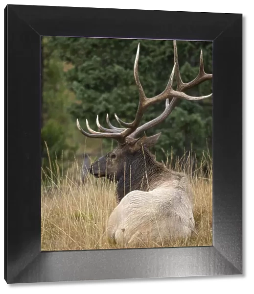 Rocky mountain bull elk resting, Cervus elaphus, Yellowstone National Park, WY, wild