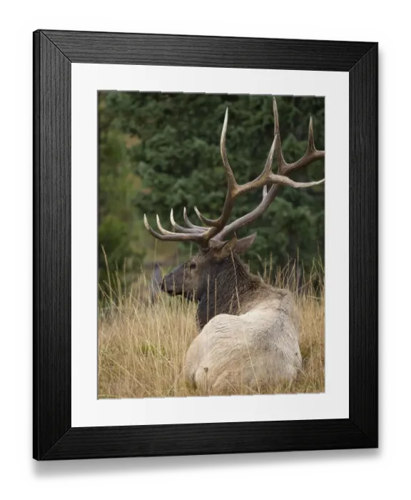 Framed Print : Rocky mountain bull elk resting, Cervus elaphus, Yellowstone National Park, WY, wild Framed Print : Rocky mountain bull elk resting, Cervus elaphus, Yellowstone National Park, WY, wild