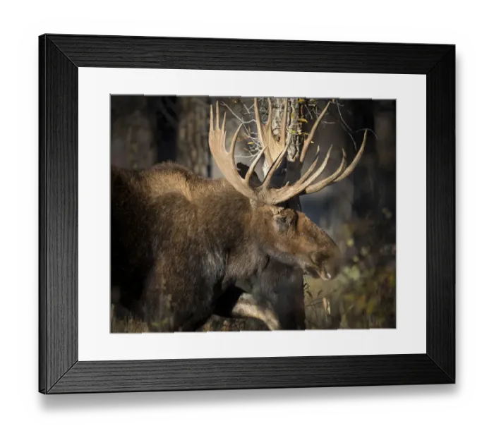Framed Print : Bull Shiras Moose, Alces alces sherasi, Gros Ventre, Grand Tetons, Wyoming, wild Framed Print : Bull Shiras Moose, Alces alces sherasi, Gros Ventre, Grand Tetons, Wyoming, wild