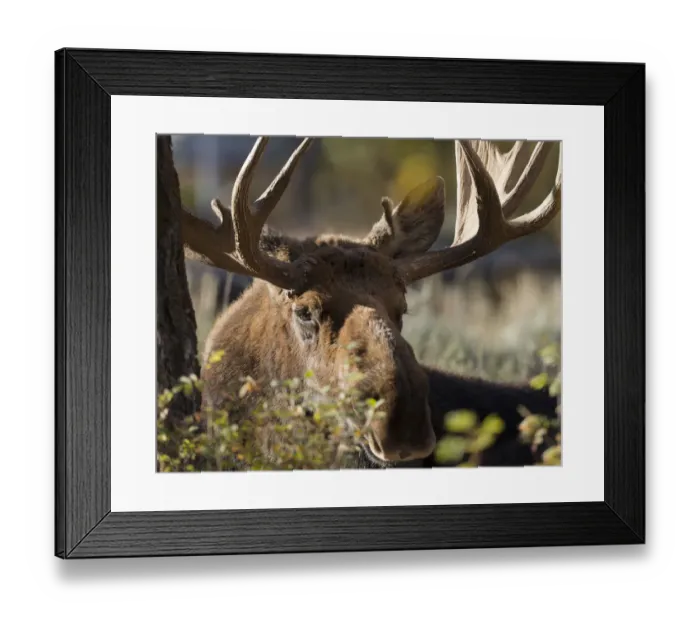 Framed Print : Bull Shiras Moose, Alces alces sherasi, Gros Ventre, Grand Tetons, Wyoming, wild Framed Print : Bull Shiras Moose, Alces alces sherasi, Gros Ventre, Grand Tetons, Wyoming, wild