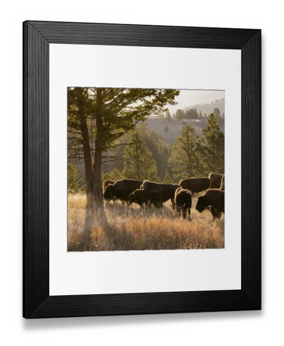 Framed Print : American Bison bulls Bison americanus, Blacktail plateau, Yellowstone National Park