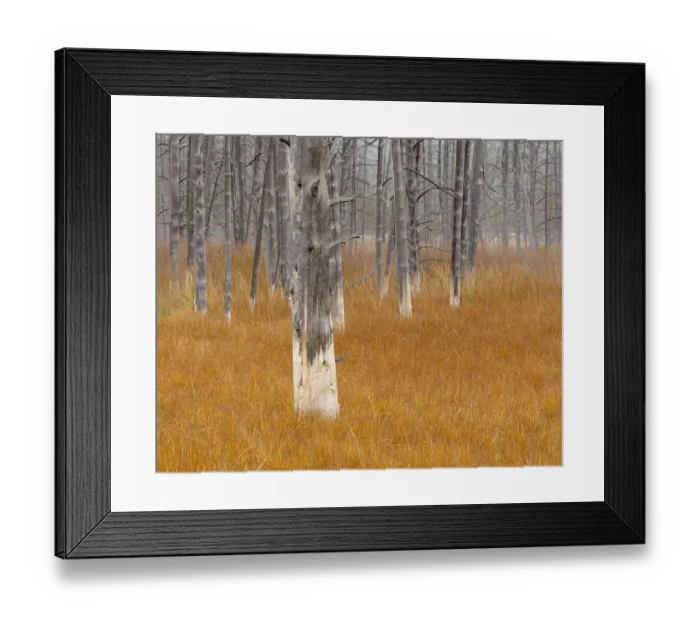 Framed Print : Dead trees in the Midway Geiser Basin, Yellowstone NP, Wyoming, USA Framed Print : Dead trees in the Midway Geiser Basin, Yellowstone NP, Wyoming, USA