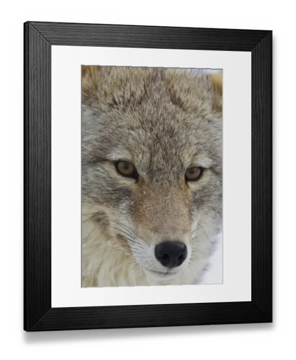 Framed Print : Coyote Close-up