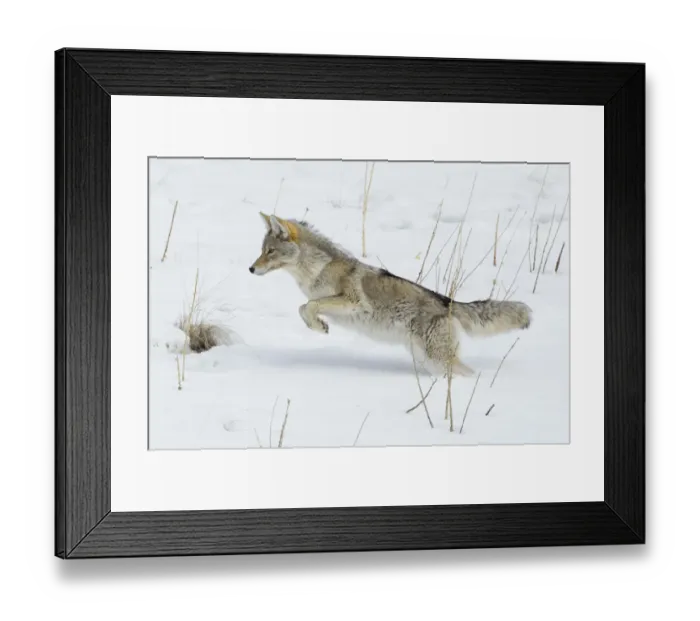 Framed Print : Coyote Leaping Framed Print : Coyote Leaping