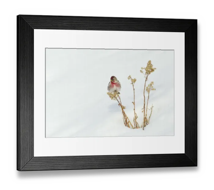 Framed Print : Common Redpole; Wintery Survivor Framed Print : Common Redpole; Wintery Survivor