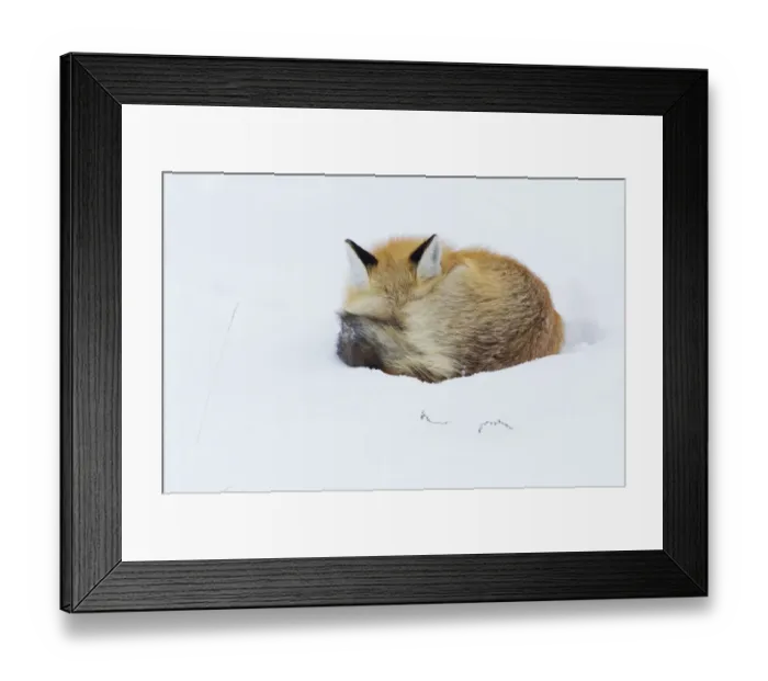 Framed Print : Red Fox; Winter Nap