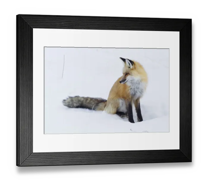 Framed Print : Red Fox Winter Framed Print : Red Fox Winter