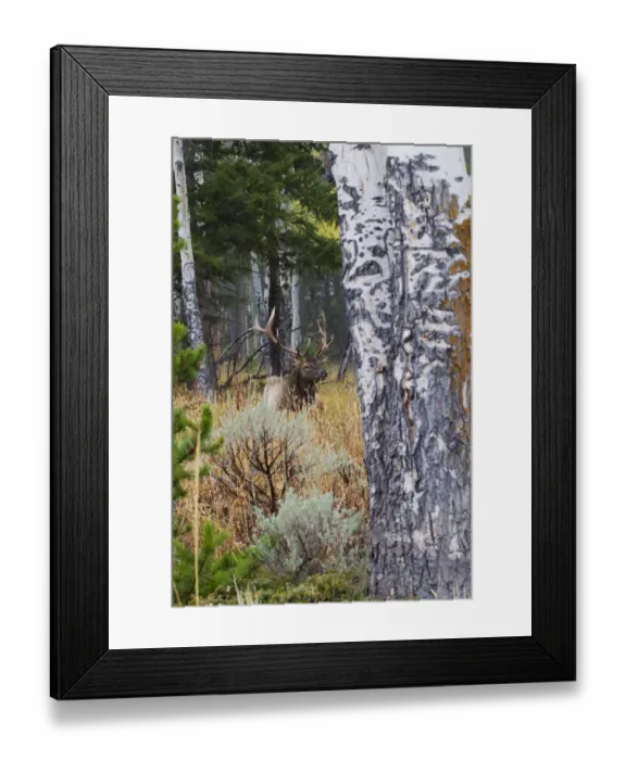 Framed Print : Rocky Mountain Bull Elk Resting Among Aspens Framed Print : Rocky Mountain Bull Elk Resting Among Aspens