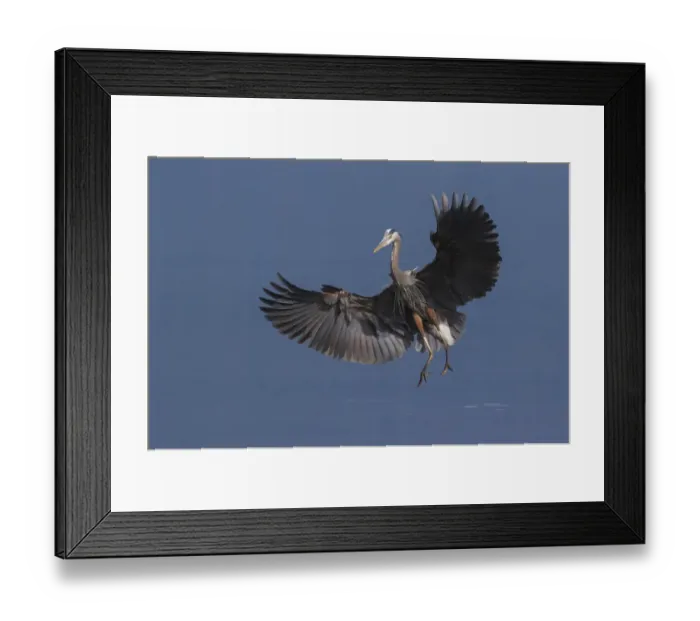 Framed Print : Great Blue Heron Alighting Framed Print : Great Blue Heron Alighting