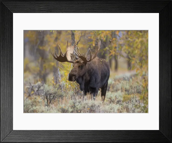 Framed Print : 01979-00509 Moose (Alces alces) bull in fall, Grand Teton National Park, WY