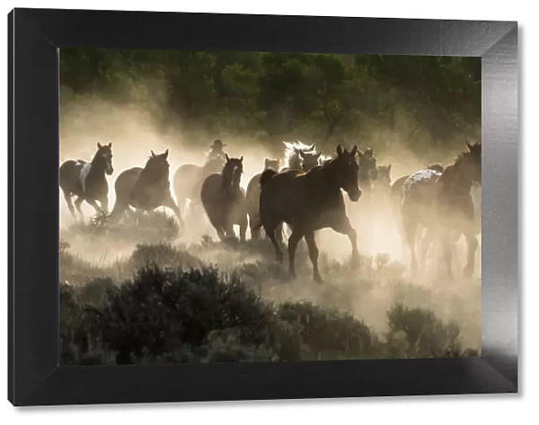 Horses being herded by a wrangler, backlit at sunrise
