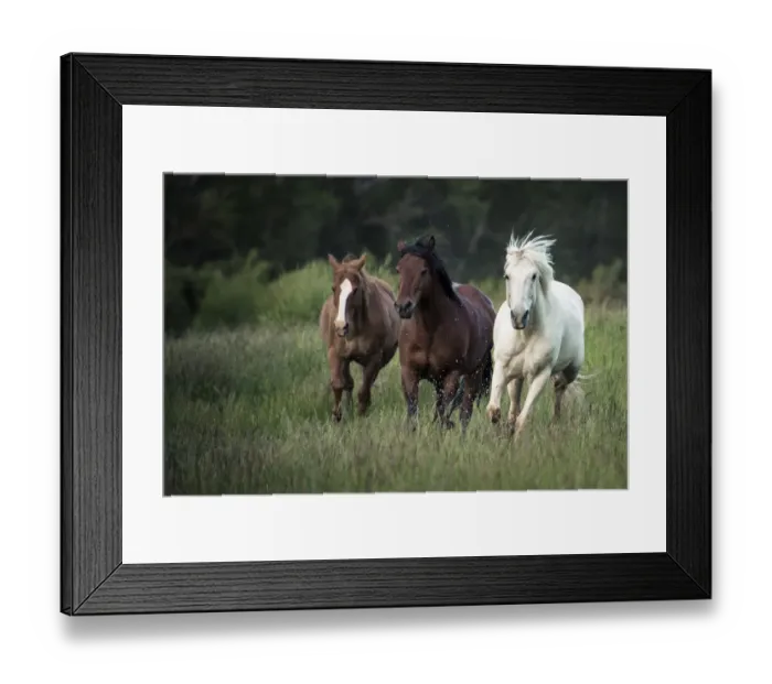Framed Print : Three horses running through a green grassy field Framed Print : Three horses running through a green grassy field