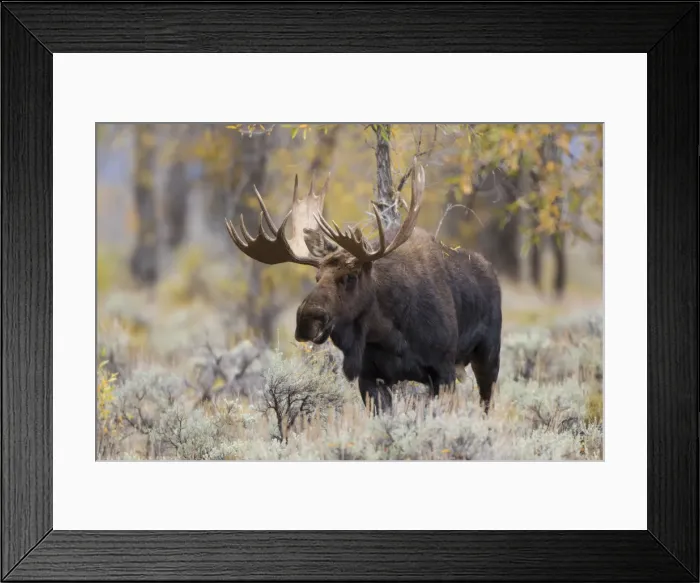 Framed Print : 01979-00505 Moose (Alces alces) bull in fall, Grand Teton National Park, WY