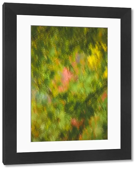 Blurry background image of green and orange fall leaves in golden light