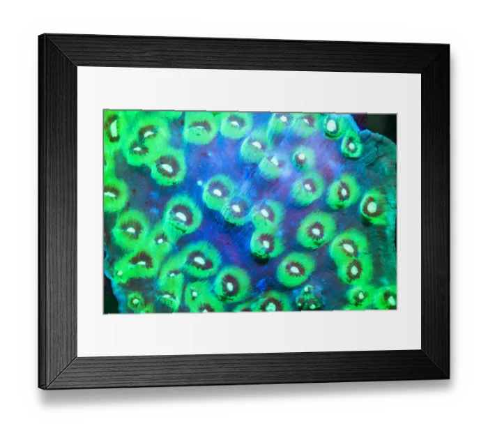 Framed Print : Day Fluorescing Framed Print : Day Fluorescing