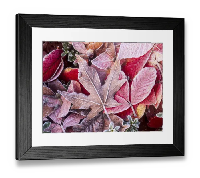 Framed Print : Close-up of frosted autumn leaves on the ground Framed Print : Close-up of frosted autumn leaves on the ground