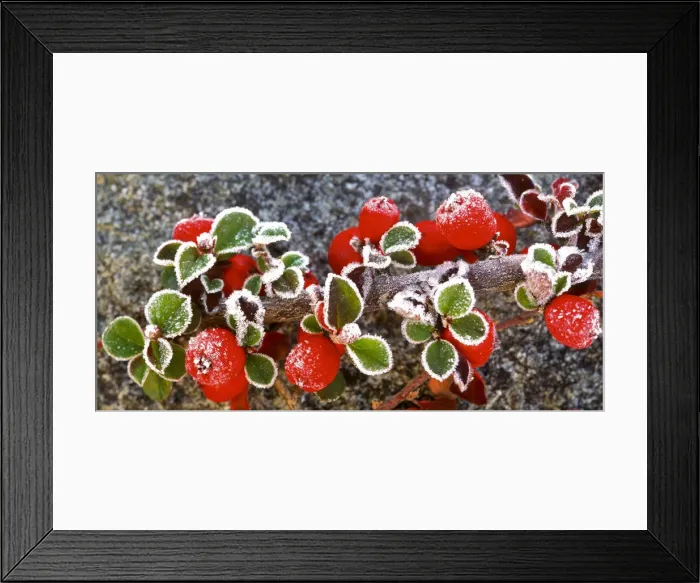 Framed Print : Panoramic image of frost on red berries