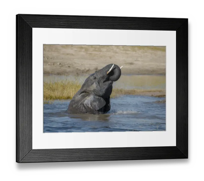 Framed Print : Africa, Botswana, Chobe National Park. Elephant bathing