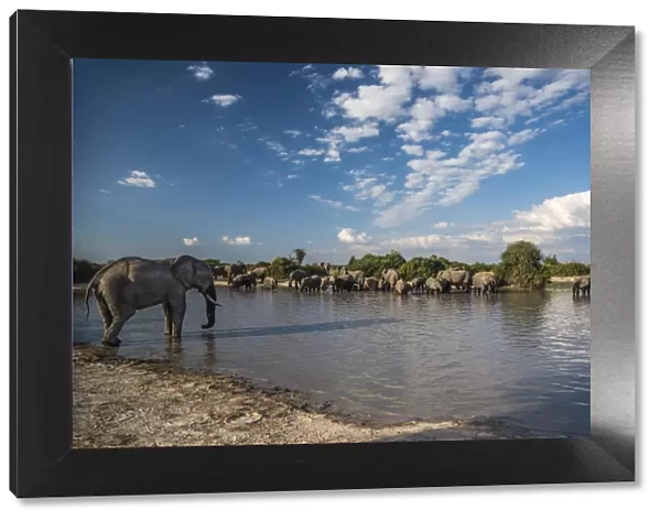 Africa, Botswana, Chobe National Park. Elephant herd in water