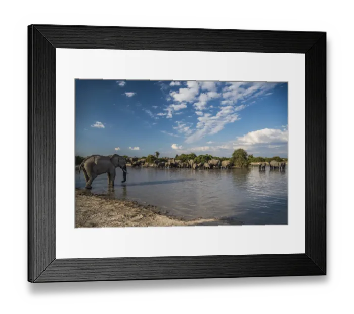 Framed Print : Africa, Botswana, Chobe National Park. Elephant herd in water Framed Print : Africa, Botswana, Chobe National Park. Elephant herd in water