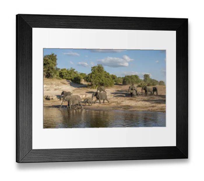 Framed Print : Africa, Botswana, Chobe National Park. Elephants moving to water Framed Print : Africa, Botswana, Chobe National Park. Elephants moving to water
